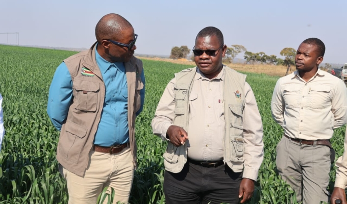 The Critical Journey: Understanding Zimbabwe's Wheat Crop from Week 8 to Week