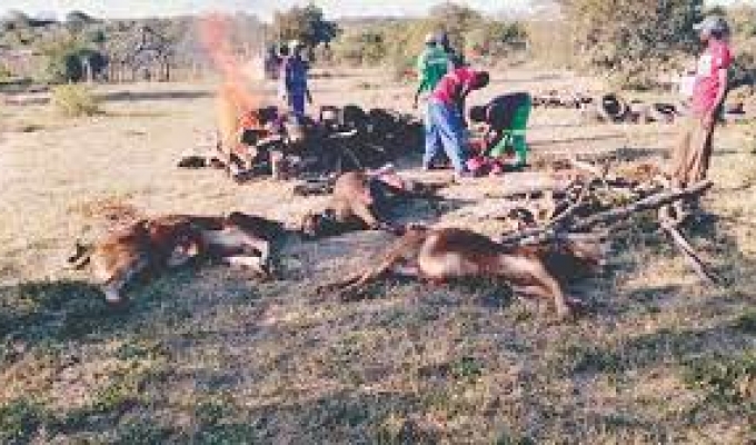 Upholding Agricultural Integrity: Zimbabwe’s Battle Against Unlawful Livestock Movement