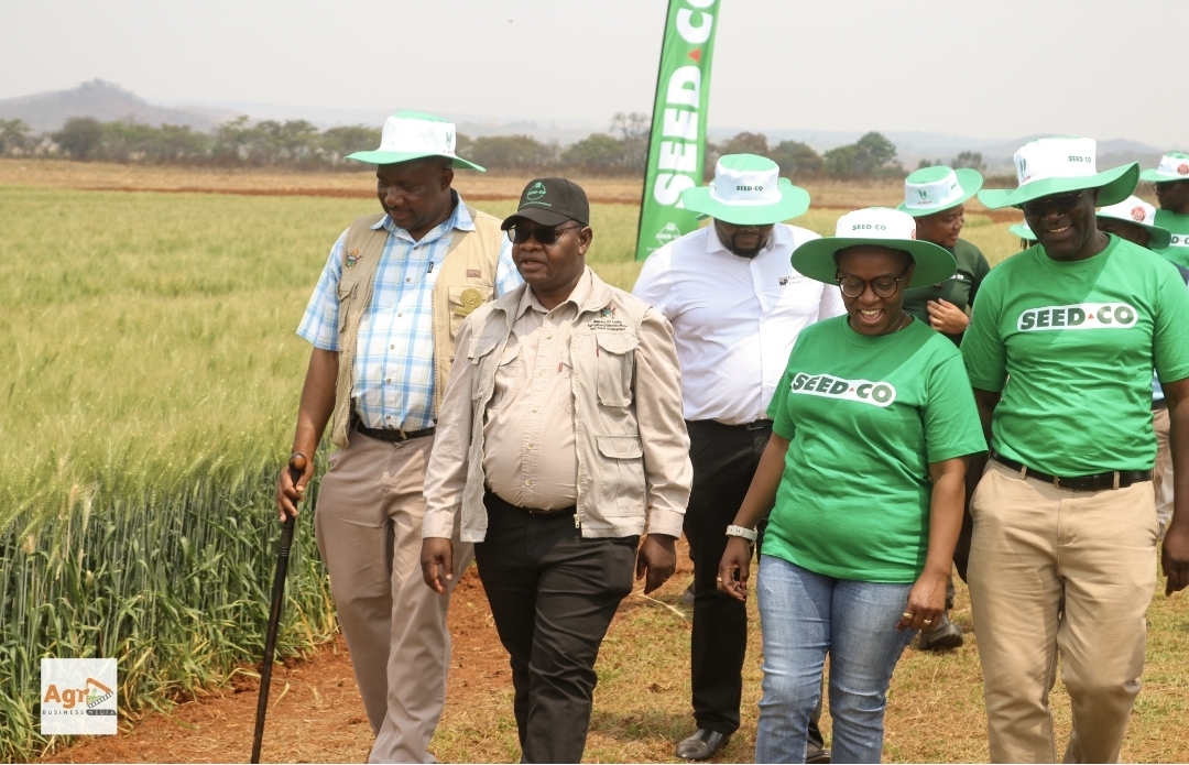 Delegates inspecting Seed Co wheat plots at the Rattray Arnold Research Station field day